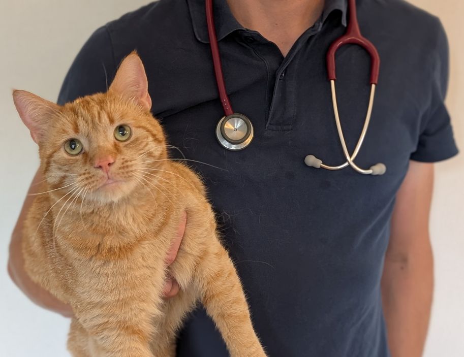 Katt som ska undersökas av veterinären på Tandveterinären Skåne