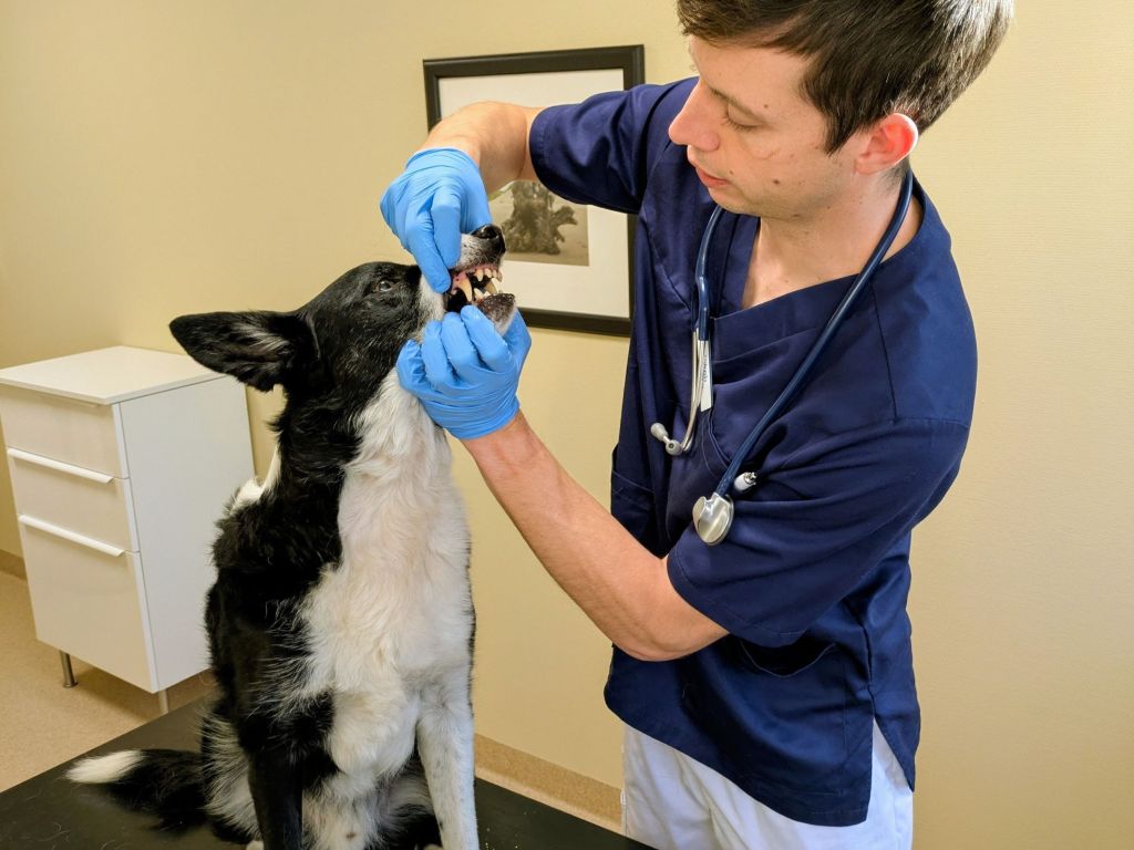 Hund som undersöks av veterinär under ett tandbesök hos Tandveterinären Skåne. 